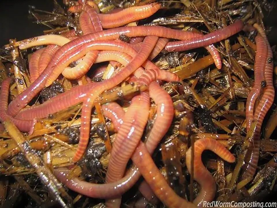 My worms