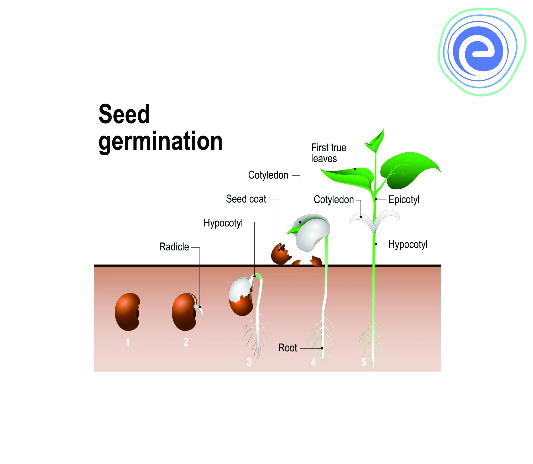 Seeding for a new generation