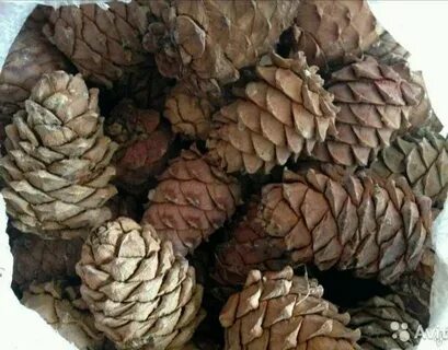 Продаю шишки в школе