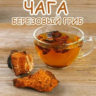 Гриб чага настой