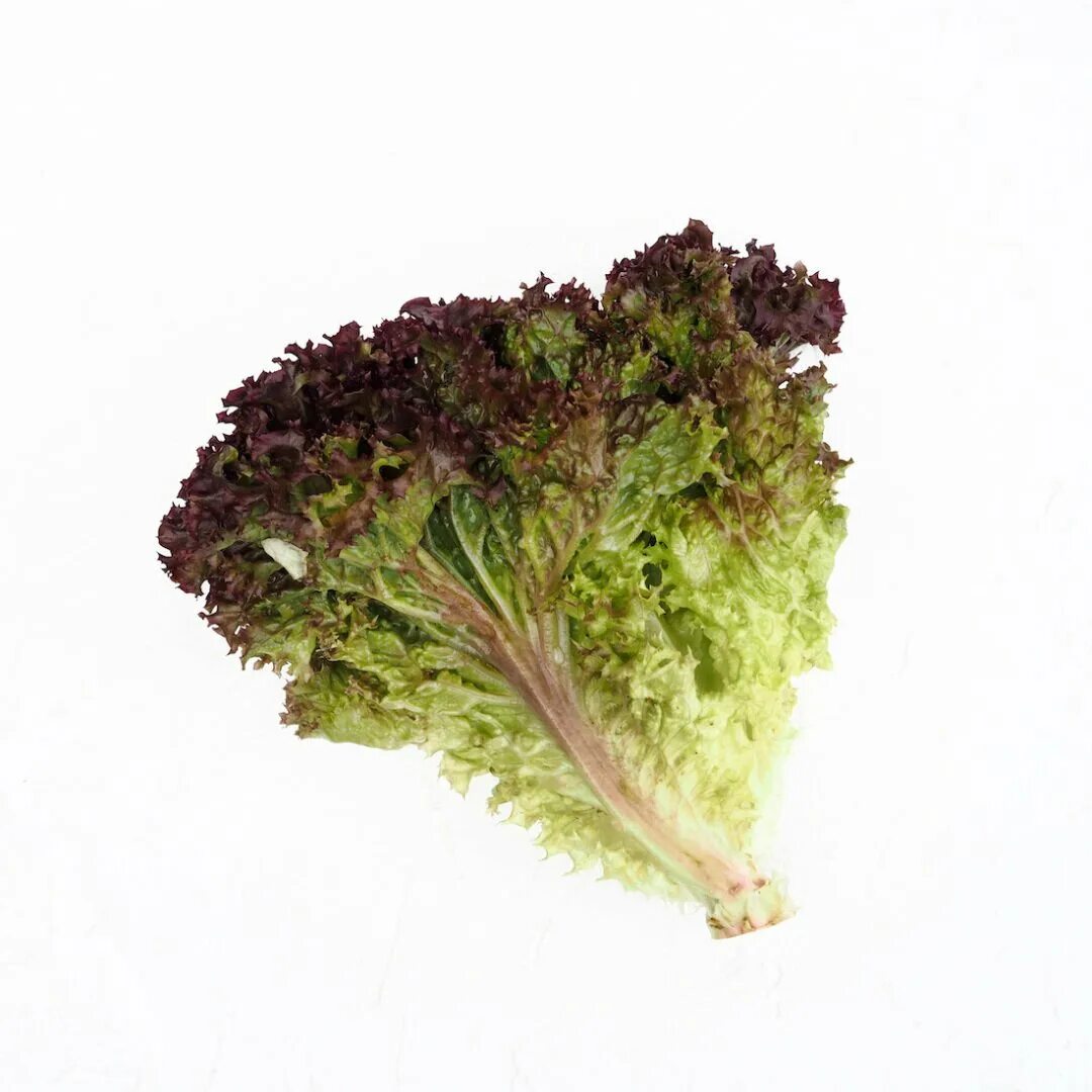 Лоло росса. Лолло россо. Салат латук лолло росса. Семена салата лолло россо. Салат латук лолло росса.