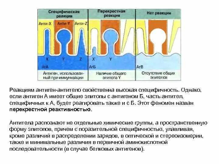 Перекрестно реагирующие антигены