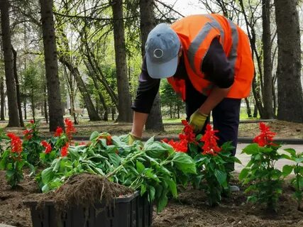 Цветы истра