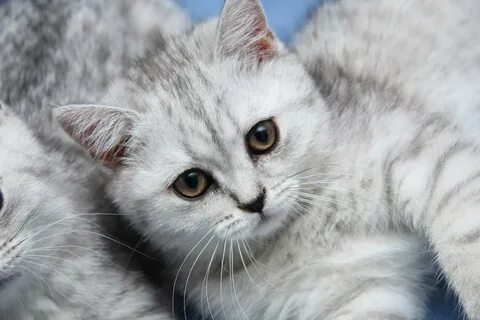 Сер кот