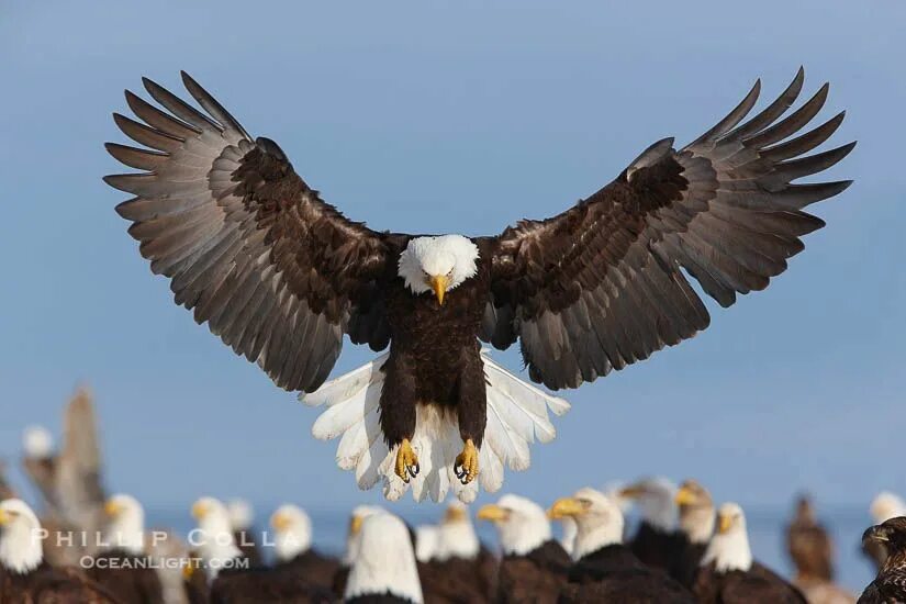 Beautiful Bald Eagle Images to Inspire and Amaze
