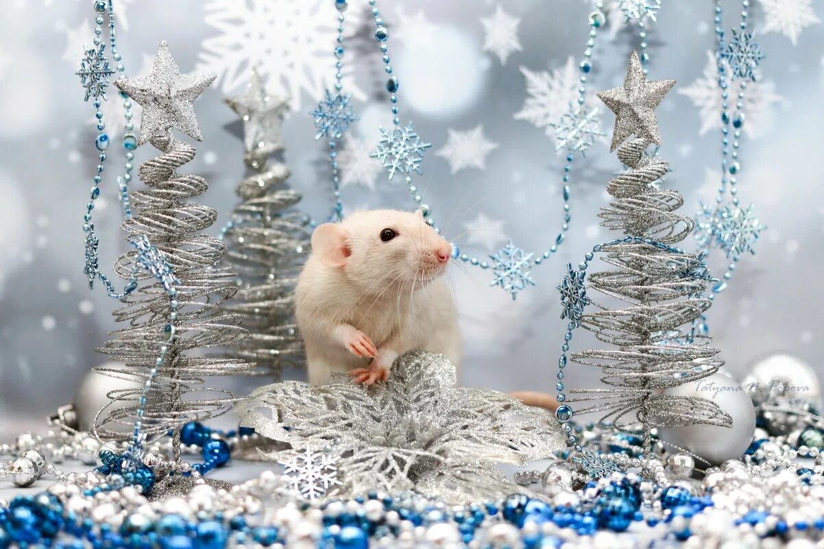 Новый год 2020 варианты. Мышка красивая Новогодняя. Мышиный новый год. Новогодняя крыса. С новым годом.