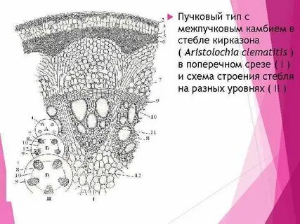 Пучковый тип строения стебля