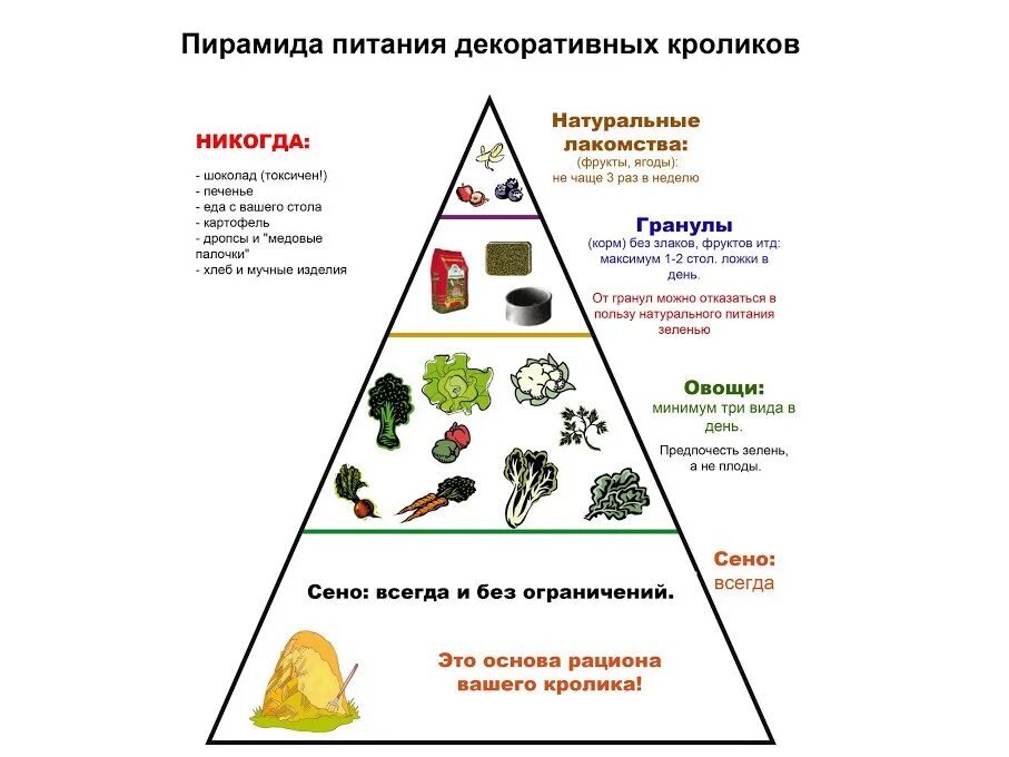 Чем можно кормить кроликов а чем нельзя. Схема кормления кроликов. Какие корма можно давать кроликам. Рацион питания декоративного кролика.