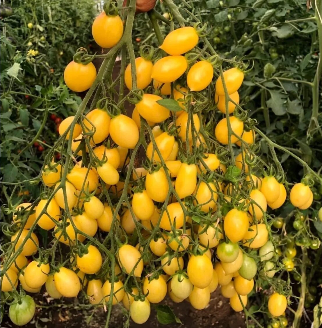 Томат сумасшедшие вишни барри. Томаты черри сумасшедшие вишни барри. Вишни барри. Томат сумасшедшие вишни барри. Сумасшедшие вишни барри томат семена.