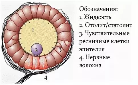 Статоцисты это