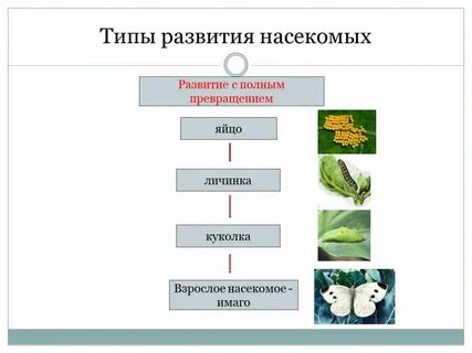 Типы развития насекомых таблица 7 класс биология