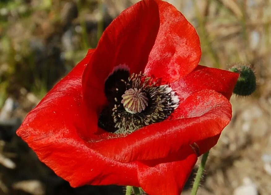 Мак самосейка опиум. Опиум ред цветок. Corn Poppy. Opium Bird. Corn poppies