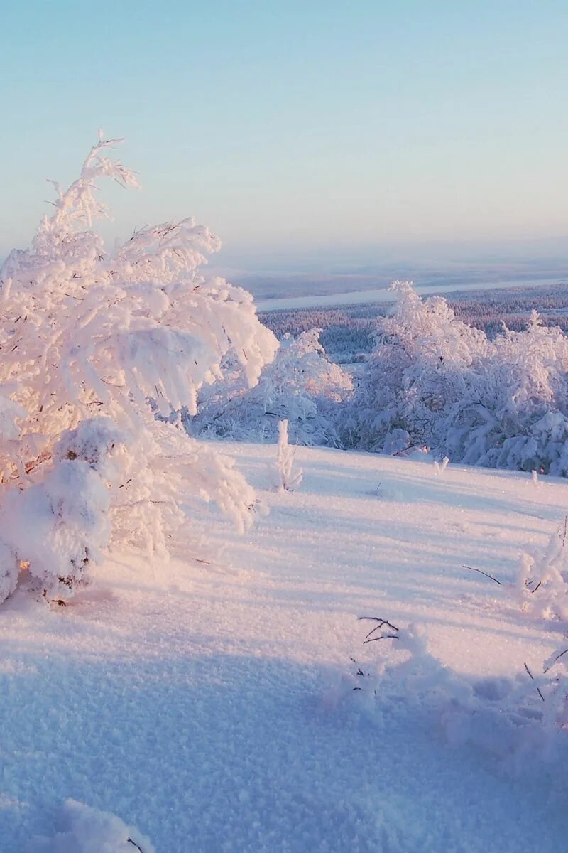 Пелена света. Зима снег. Февраль природа. Февральский пейзаж. Зимний пейзаж вертикальный.