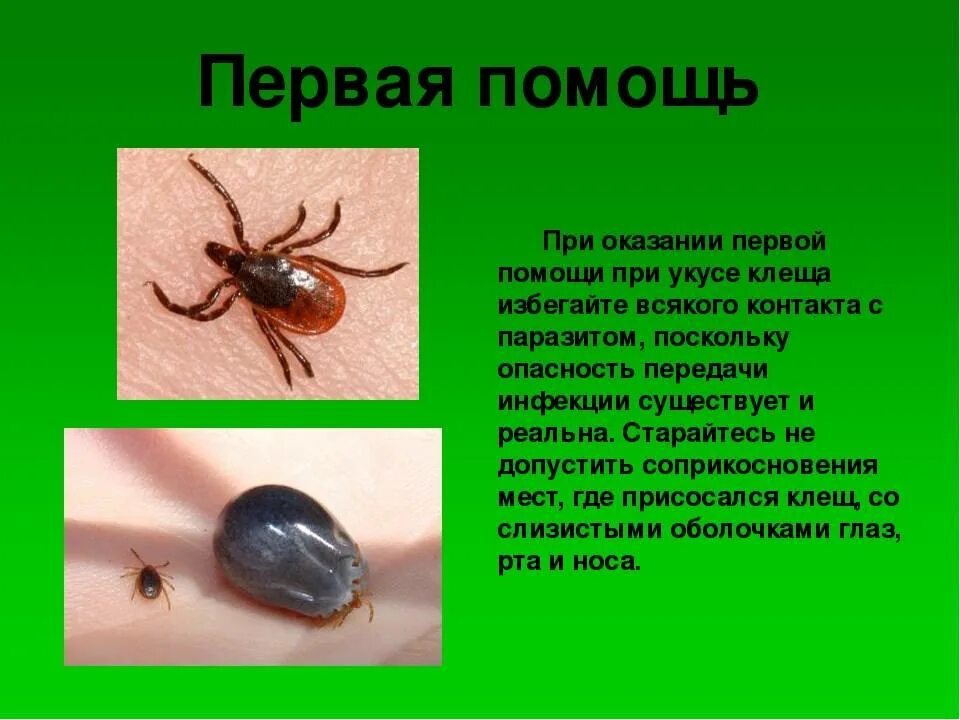 Ixodes persulcatus. Красный клещ энцефалитный. Опасны ли клещи. Таёжный клещ клещевой энцефалит. Опасность клещей.
