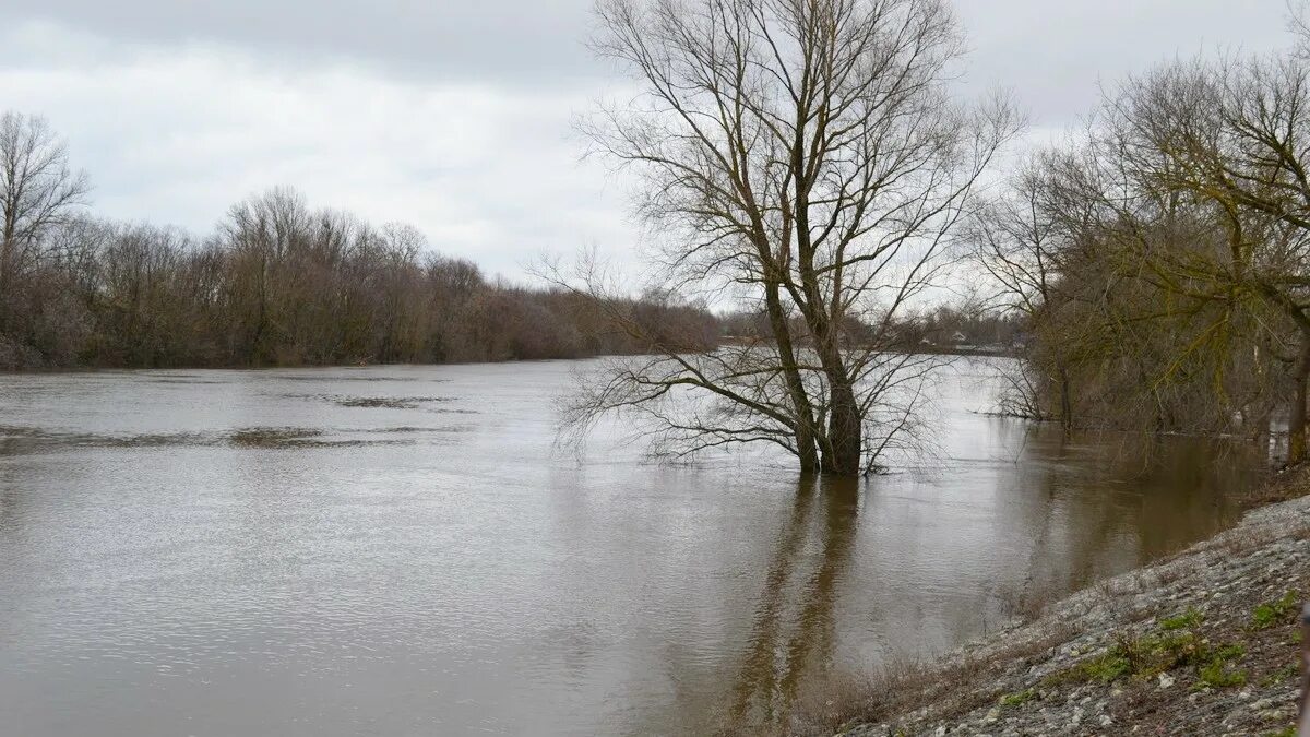 Уровень воды в мокше на сегодня. Уровень реки Мокша в Кадоме. Половодье в Кадомском районе. Кадом половодье 2012. Шевали майданы Рязанской обл речка.