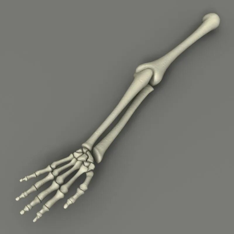 Bone 3d