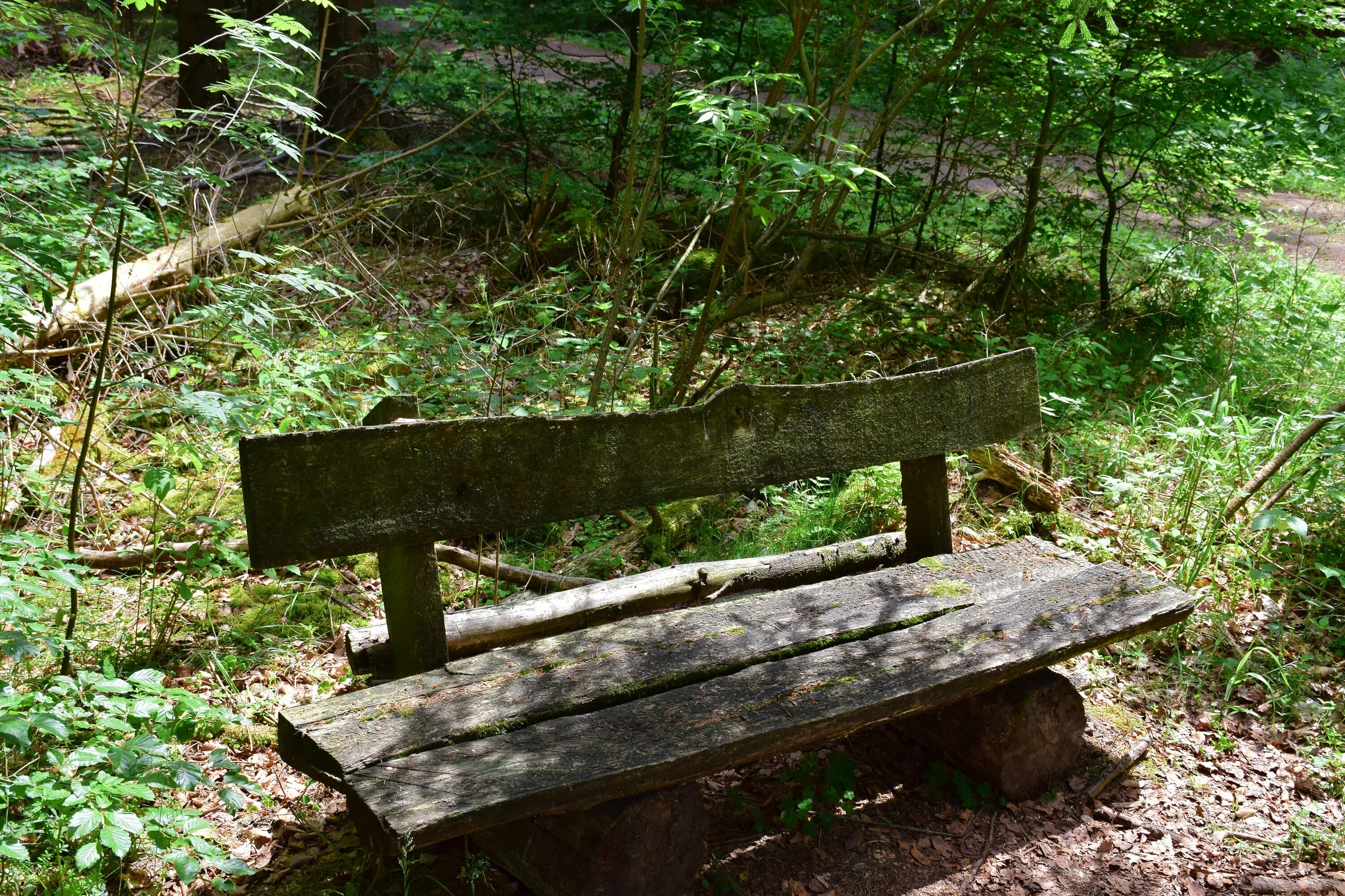 Forest rest