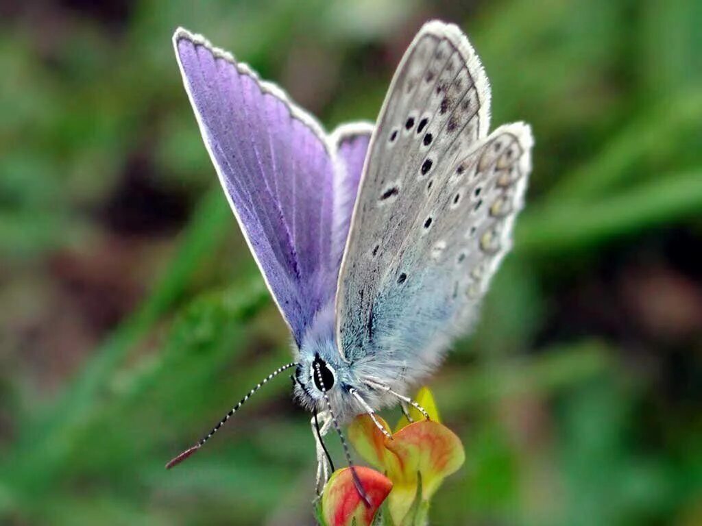 Куколка голубянки. Бабочка голубянка гусеница. Сиреневый Бражник бабочка. Редкие бабочки.