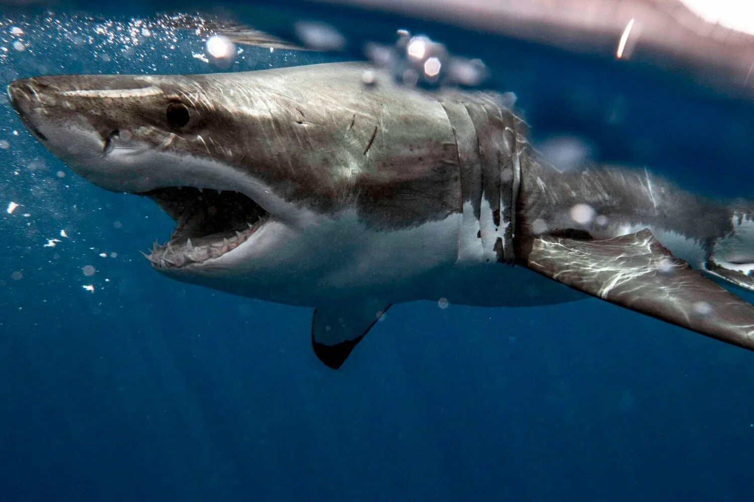 Синяя бездна фильм 2017. Белая акула. Красивые акулы. Что нибудь про акулу. Что нибудь про акулу.