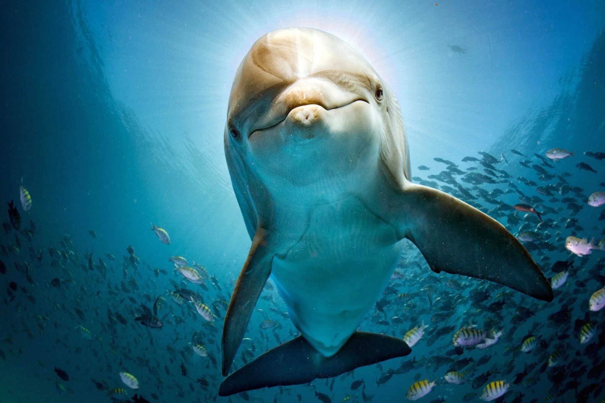 Слушать океан дельфин. Дельфин Афалина и рыбы. Дельфины в море. Красивые дельфины. Дельфин в море.