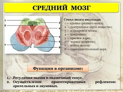 Структурой средней является