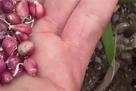 Семена чеснока. Семена чеснока. Как посадить чеснок из бульбочек. Донец у бульбочек чеснока. Чеснок семена бульбочки.