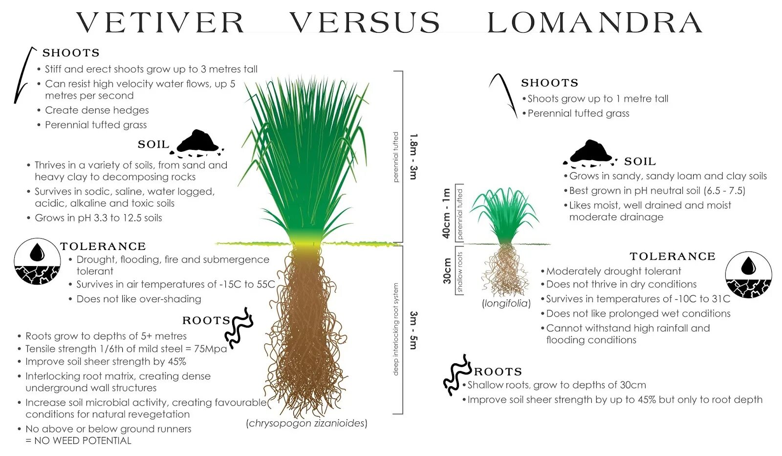 Vetiver перевод