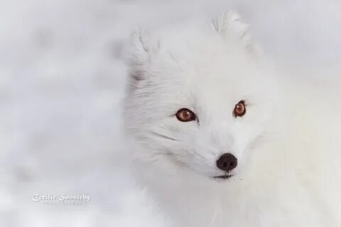 Похож на лису но белого цвета