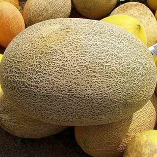 Какая дыня самая сладкая