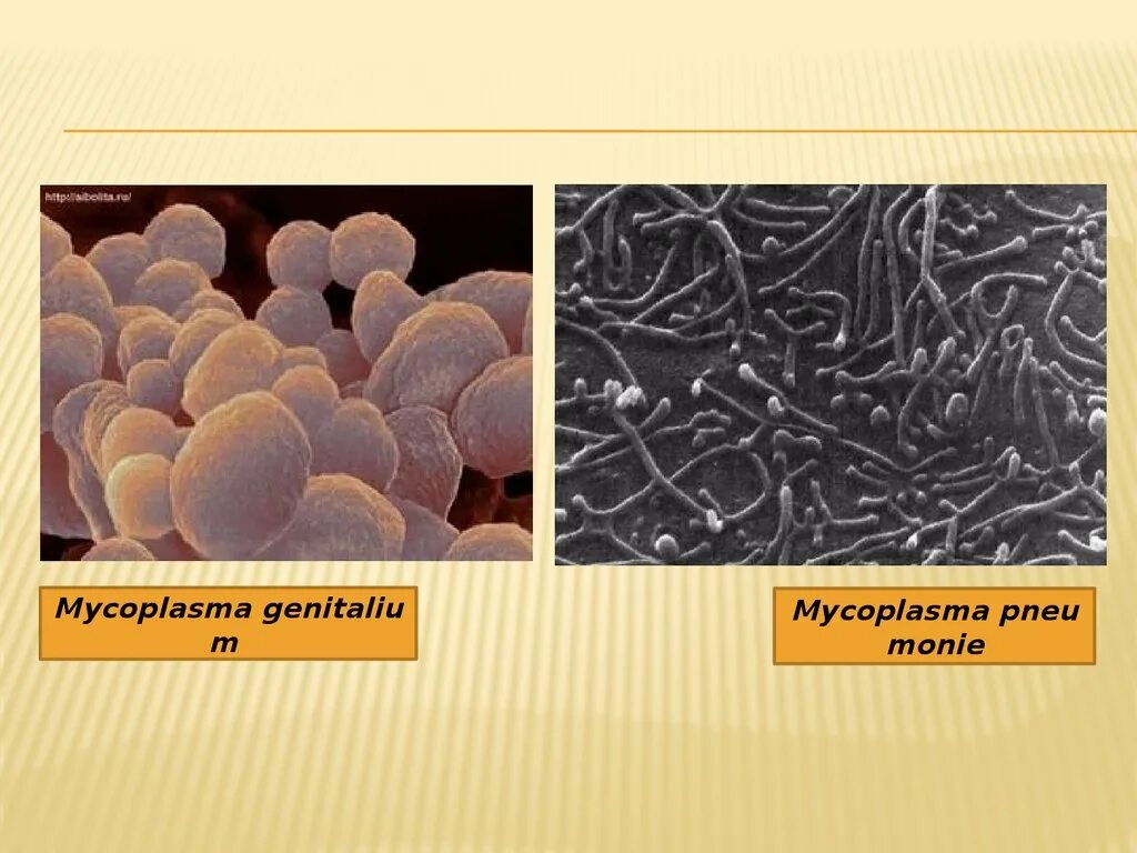 Микоплазма возбудитель. Mycoplasma genitalium микроскопия. Возбудители микоплазм.