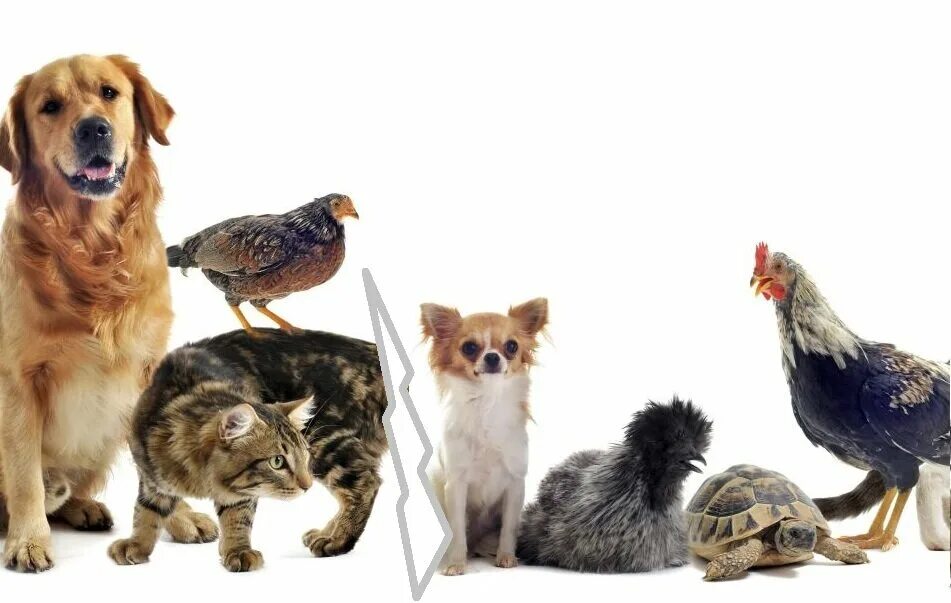 Кошка собака куры