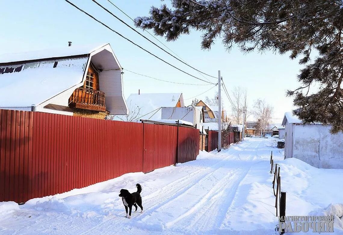 Сосед зимой. Сосед зимой. Медведи соседи зимние каникулы. Сосед зимой. Карикатуры про дачников и огородников.