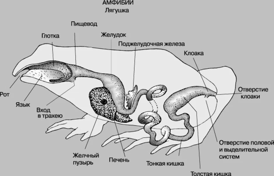 Система пищеварительной системы лягушки. Анатомия пищеварительной системы лягушки. Пищеварительная система амфибий. Пищеварительная система амфибий схема.