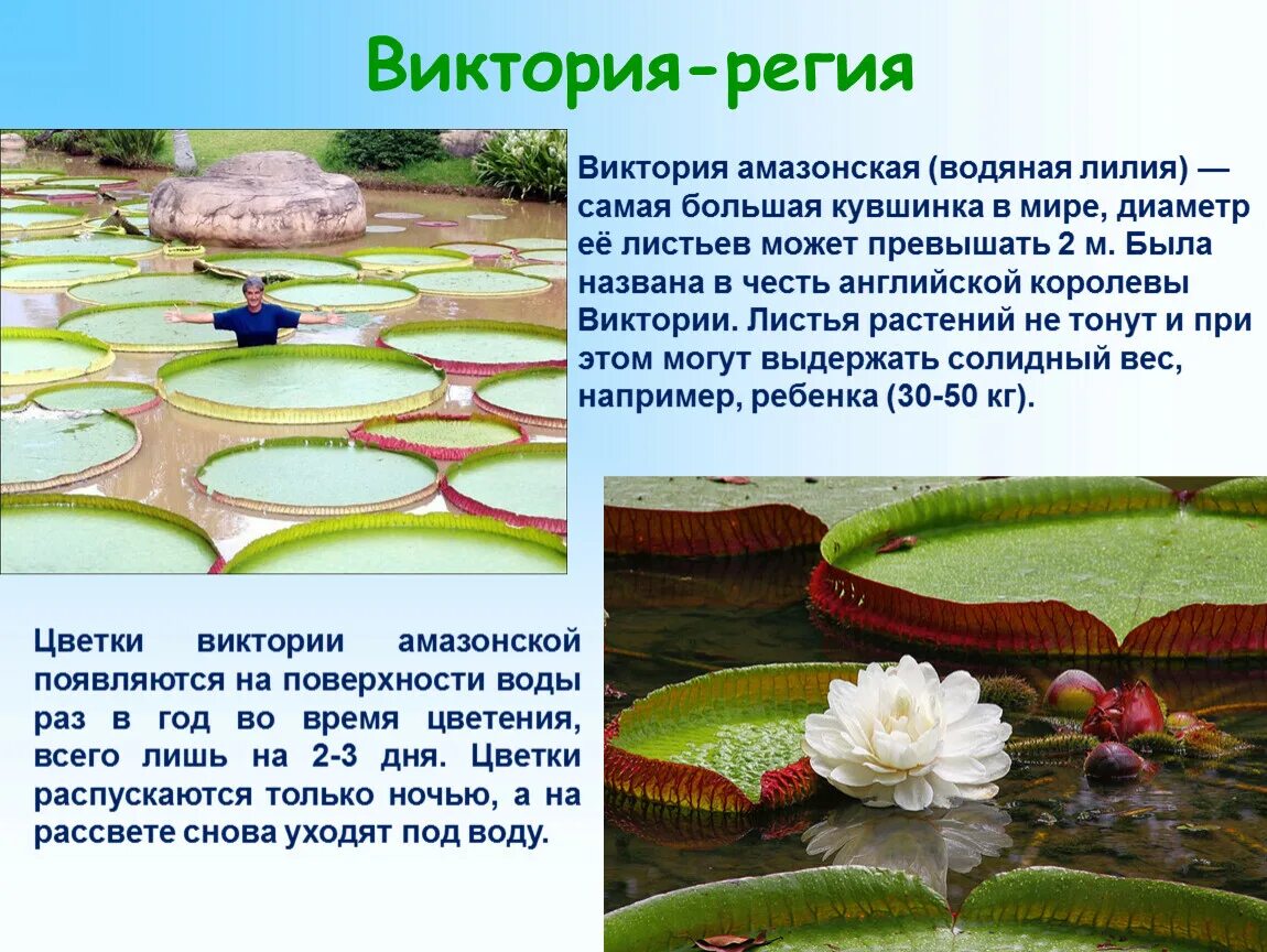 Сообщение сам. Сообщение сам