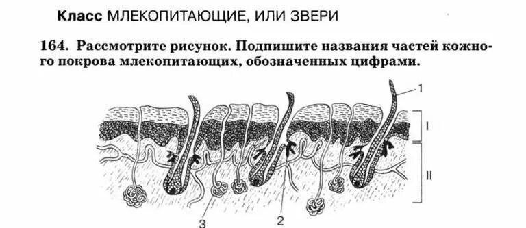 Однороден ли волосяной покров на теле млекопитающего. Кожный Покров млекопитающих 7 класс. Покровы тела млекопитающих 7 класс биология. Строение покровов тела у млекопитающих. Название частей кожного Покрова млекопитающих.