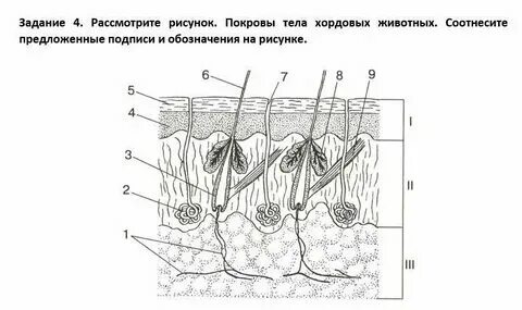 Интересные факты о покровах тела животных