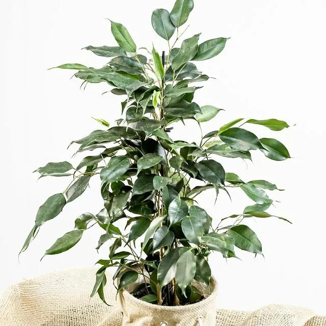 Кактус и фикус орел. Фикус бенджамина кустовой. Доклад на тему 5 класс фикус бенжамин. Магазин фикус и кактус в орле московское шоссе каталог товаров. Озелененный офис девелопмент.