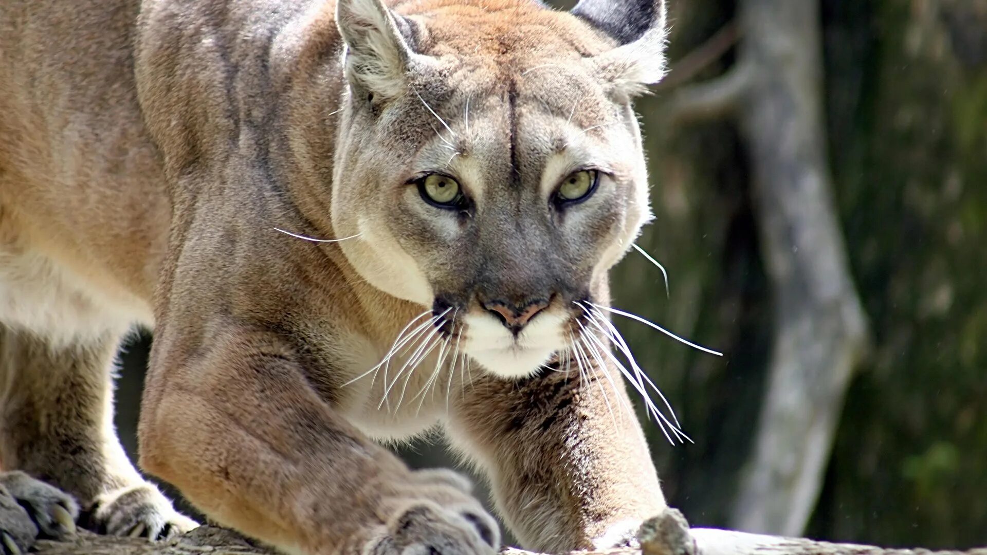 Пума нападает. Горная пума. пума горный лев. североамериканская пума. пума (puma concolor):.