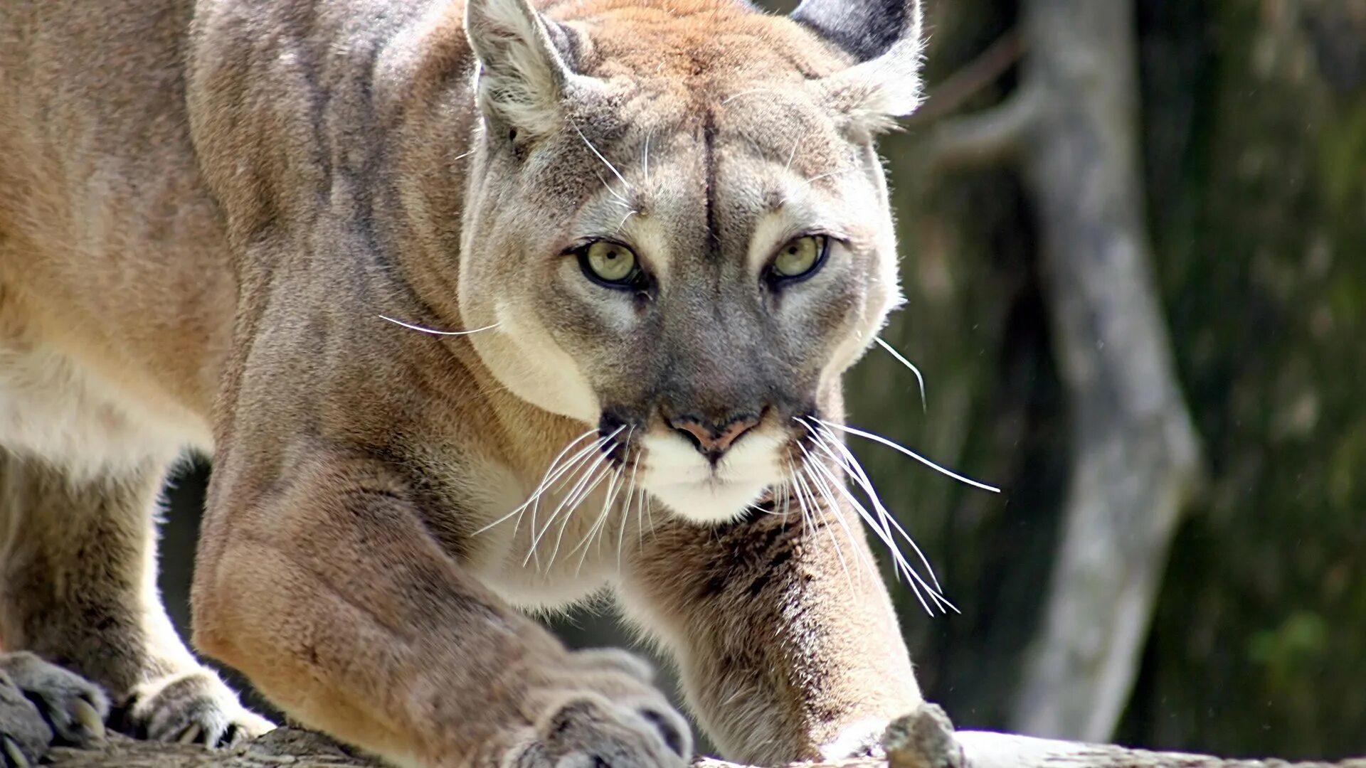 Пума горный Лев. Североамериканская Пума. Пума (Puma concolor):. Горная львица Пума.