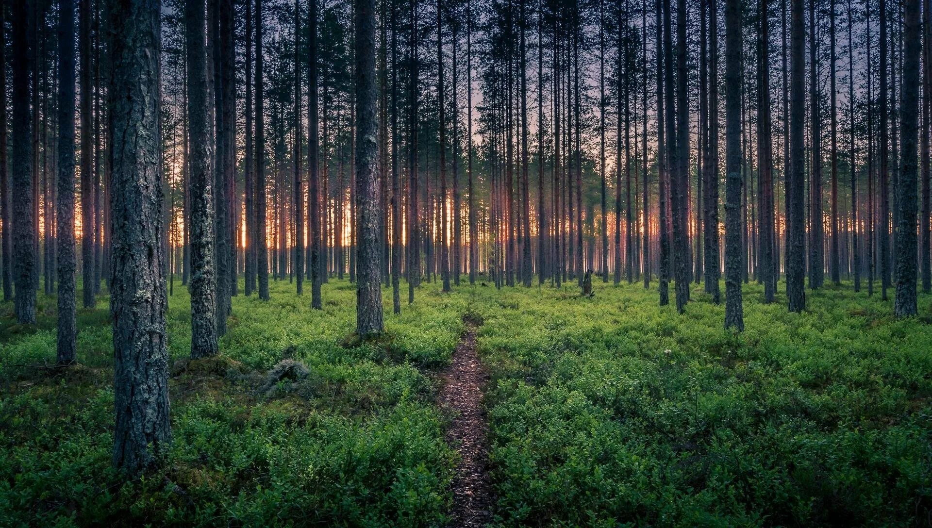 Пустырь в лесу