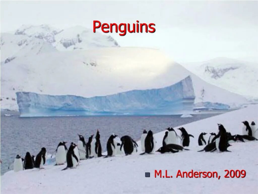 Ушуайя антарктида. Жители Антарктиды. Самые многочисленные обитатели Антарктиды. Жители Антарктиды люди. Жители Антарктиды животные.