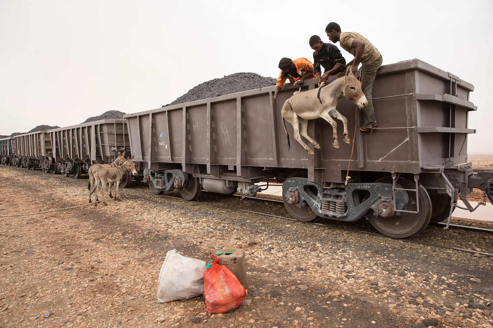 Виолончель перевозится в вагоне поезда. Самый длинный поезд в мире 682 вагона. Транспортировка животных. Вагон для перевозки животных. Перевозка живности в вагонах.