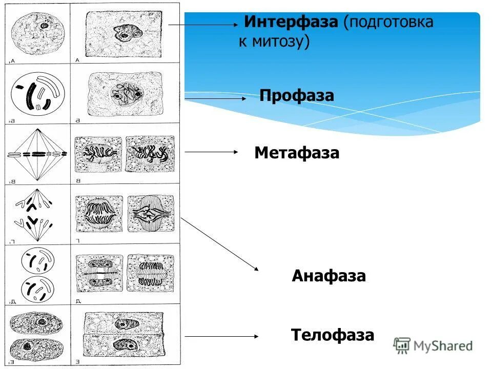 Что такое интерфаза в биологии. Что такое интерфаза в биологии. Интерфаза процессы происходящие в клетке. Пресинтетический период интерфазы рисунок. Фазы интерфазы.