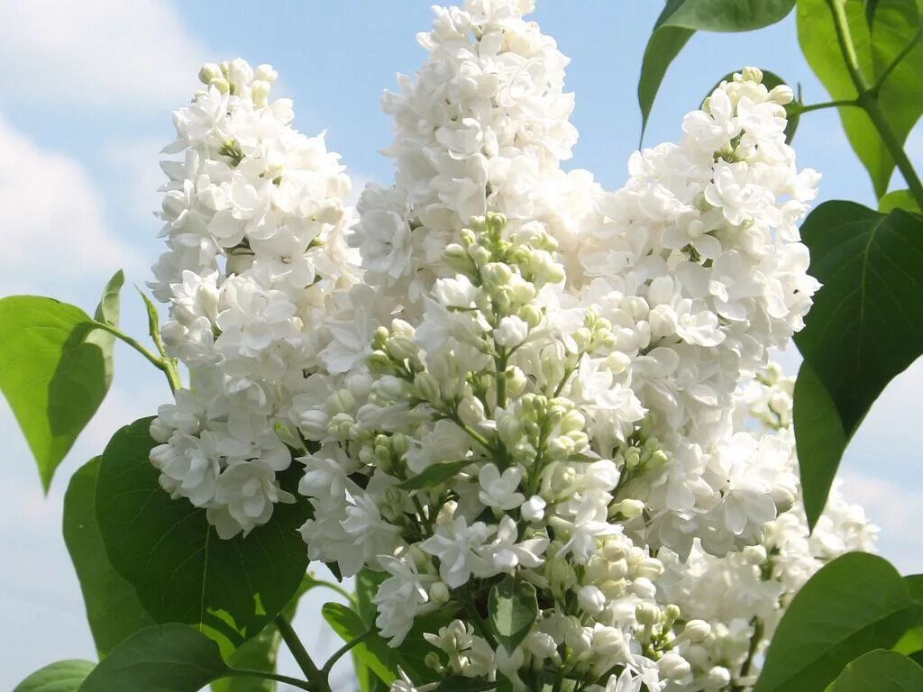 сирень белая немахровая сорта. белая сирень белых гроздьев. белая сирень картинки. сирень белая куст. сирень белая махровая сорта.