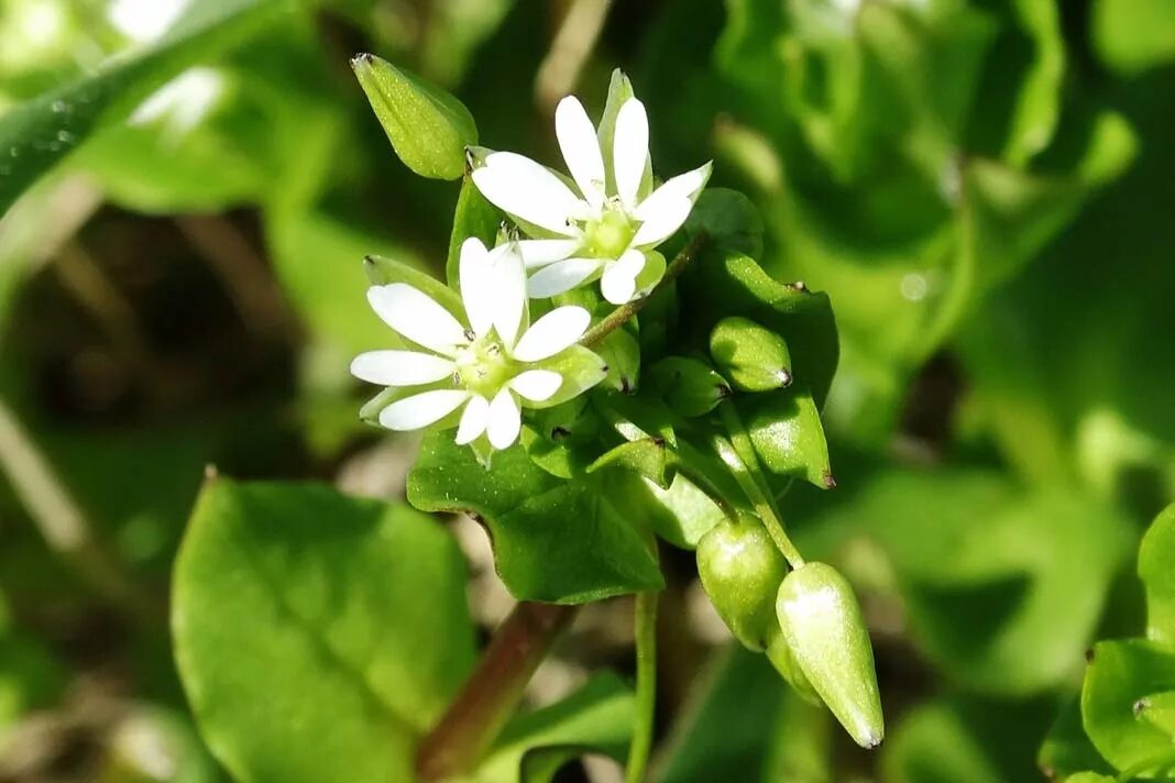 Мокрица звездчатка. Звездчатка средняя. Звездчатка средняя (Stellaria Media). Звездчатка средняя мокрица. Мокрица растение лечебные свойства