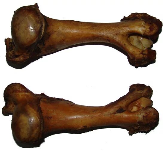 Amazon.com: Crazy Bonez