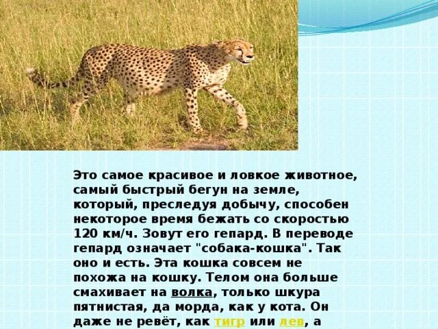 Доклад о гепарде. Гепард описание. Гепард информация 3 класс. Сообщение о животное гепард.