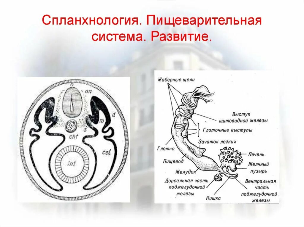 Развитие пищеварительной системы человека в онтогенезе. Развитие пищеварительной системы человека в онтогенезе. Постнатальный онтогенез. Основные стадии развития пищеварительной системы. Основные стадии развития пищеварительной системы.