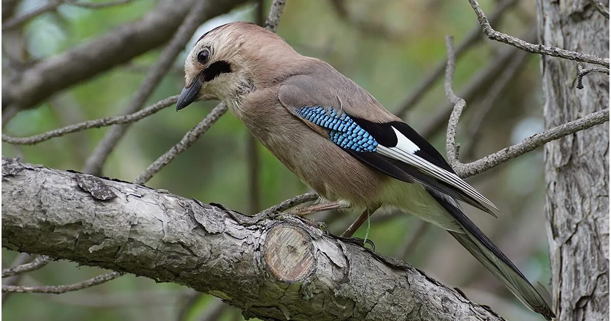 Птицы краснодарского края названия. Сойка garrulus glandarius. Птица Сойка Кубань. Птицы Краснодарского края Сойка.