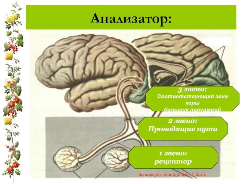 Что является конечным звеном любого анализатора